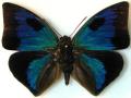 Anaeomorpha splendida aberration male (Internet Image property of respective owner, non-commercial use only)